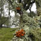 LIchen