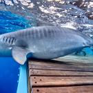 tiger shark release