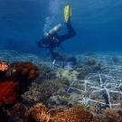 A diver checks on a coral reef restoration project in Indonesia