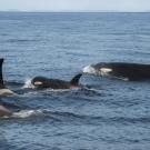 A pod of Southern Resident killer whales, including J50, in August 2018