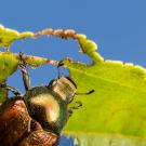 Japanese beetle on leaf