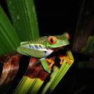 Red-eyed tree frog in Costa Rica