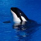 Killer whale popping up to the surface of water