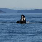 Killer whale rising from ocean