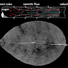image: leaf nutrients and photosynthesis with graphic