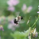 Flying bumblebee