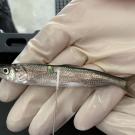 Longin smelt being swabbed in gloved hand of scientist.