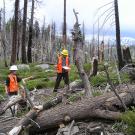 Scientists in forest burned by wildfire