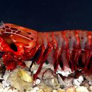 mantis shrimp