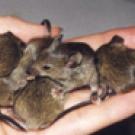 Mice