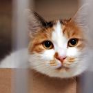 White and tan cat sits in shallow box, peering through cage door.