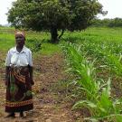 Photo: woman standing in a corn field with low yield on the left and high yield on the right