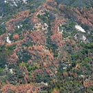 Dead and dying trees dot landscape in Sierra Nevada during drought.