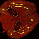 Mouse brain drawing with some yellow arrows on either side of the brain