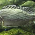 Closeup of fish swimming with other fish in background