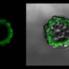 Two green rings, one on a black background, one on a silver