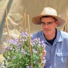 Neal Williams observes bees on plant with purple flowers.