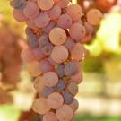 Cluster of white grapes turning to pink and purple