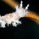 Nudibranch