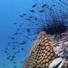 Ocean bottom scene with a rock with sea urchins and fish swiming by