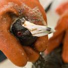 Oil is cleaned off an American coot at the oiled wildlife rescue facility managed by UC Davis in Fairfield after a spill in 2009