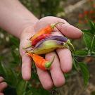 Hand holding four colorful peppers