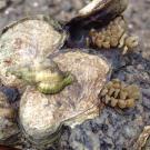 Invasive oyster drill on native oyster, California