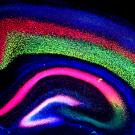 Colorful mouse brain