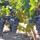 wine grapes