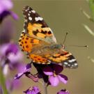 Photo: butterfly on flower