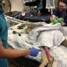 Kangaroo on operating table