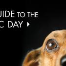 The top half of a dachshund head with a headline: Director's guide to 100th Picnic Day