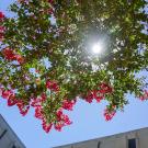 A pink-flowered plant against a blue sky