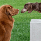 Two dogs touch noses