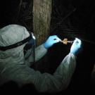 scientist collects samples from a bat 