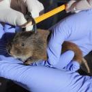 Amargosa vole