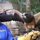 Woman holds Swainson's hawk.