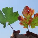 grape leaves