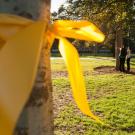 Yellow ribbon on a tree on the Quad