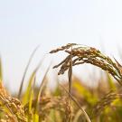 Rice stalks filled with grain