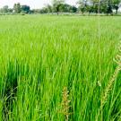 Rice paddy