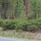 Dead dear lies by road through forest while a yellow signing warning of deer stands just a few yards away