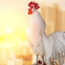 A chicken crows with the sunrise and a cityscape in the background