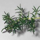 Photo: sprig of rosemary