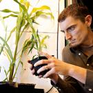 Man inspecting corn in a four-inch pot