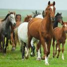 Running horses