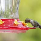 Hummingbird at hummingbird feeder 