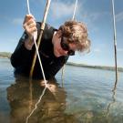 Photo: Nicole Kollars inspects a plot of seagrass at Bodega Bay.