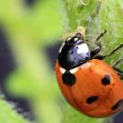 ladybug eating aphids