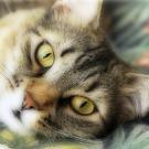 Cat's face close up